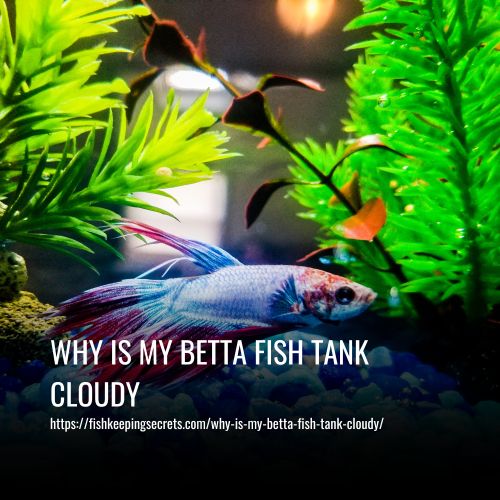 Why Is My Betta Fish Tank Cloudy