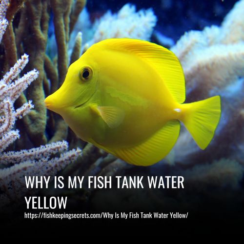 Read more about the article Why Is My Fish Tank Water Yellow? Causes & Solutions