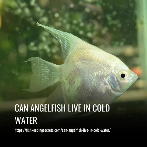 can angelfish live in cold water