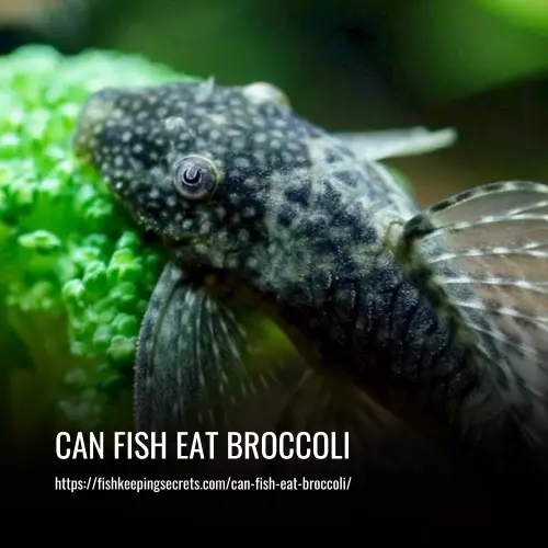 can fish eat broccoli