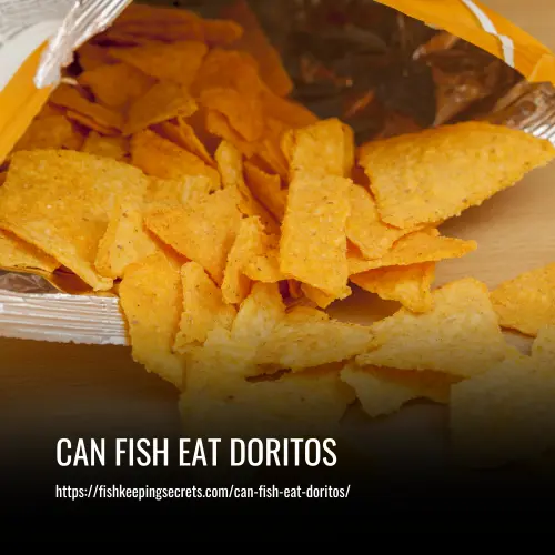 can fish eat doritos
