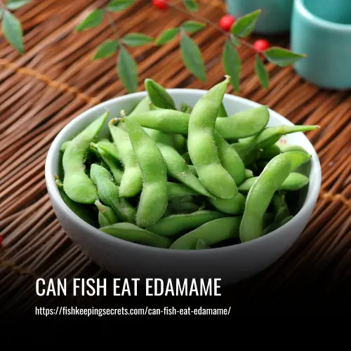 can fish eat edamame