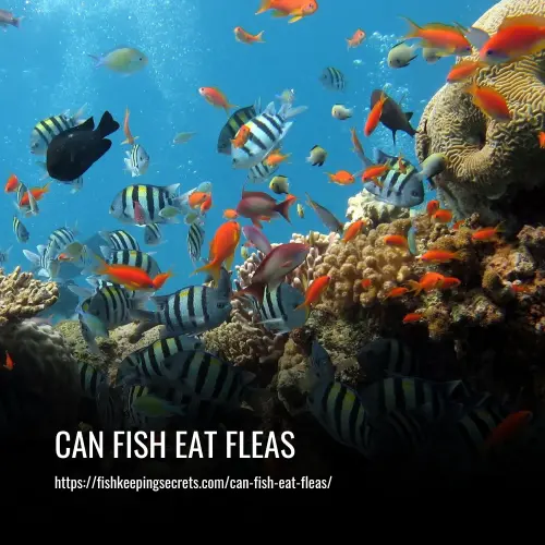 can fish eat fleas