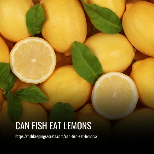 can fish eat lemons