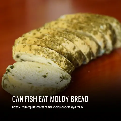 can fish eat moldy bread