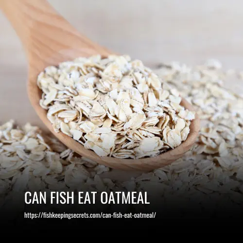 can fish eat oatmeal
