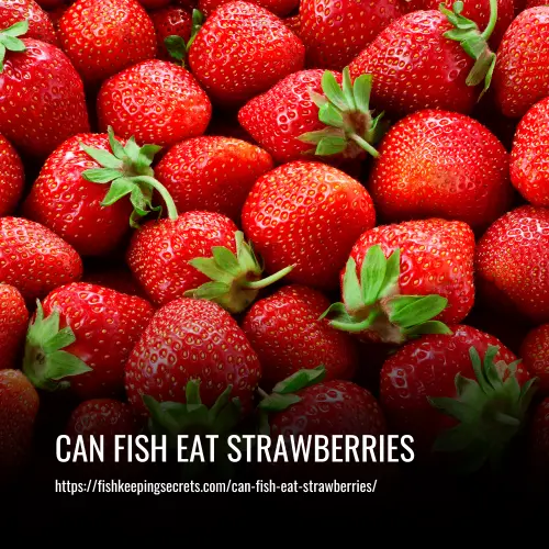 can fish eat strawberries