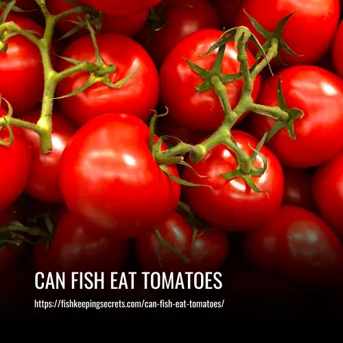 can fish eat tomatoes