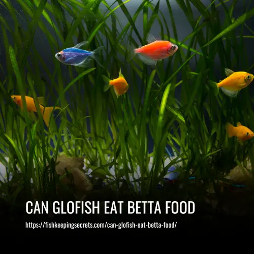 can glofish eat betta food