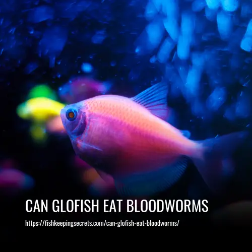 Read more about the article Can Glofish Eat Bloodworms