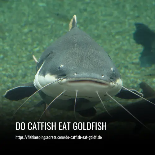 do catfish eat goldfish