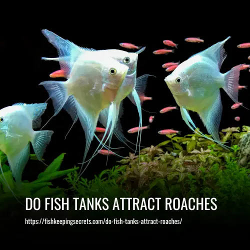 do fish tanks attract roaches
