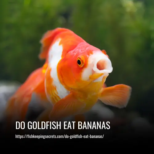 Read more about the article Do Goldfish Eat Bananas
