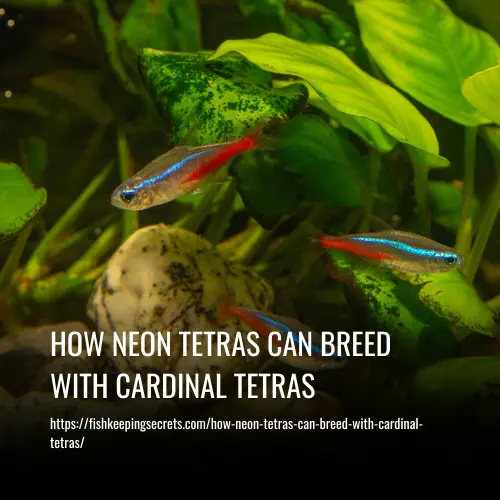 how neon tetras can breed with cardinal tetras