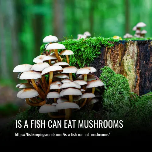 is a fish can eat mushrooms