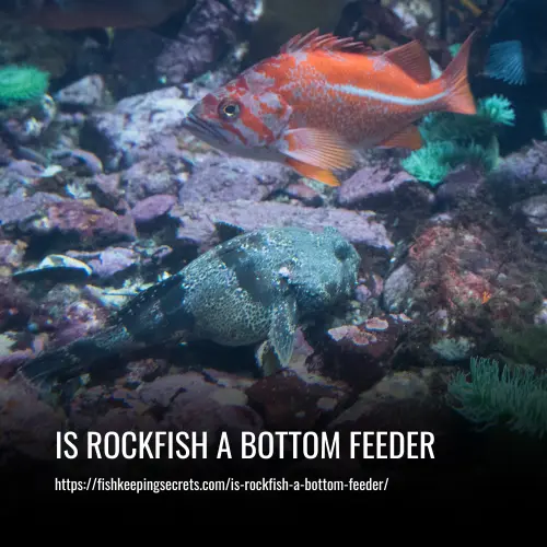 is rockfish a bottom feeder