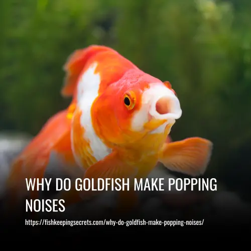 why do goldfish make popping noises