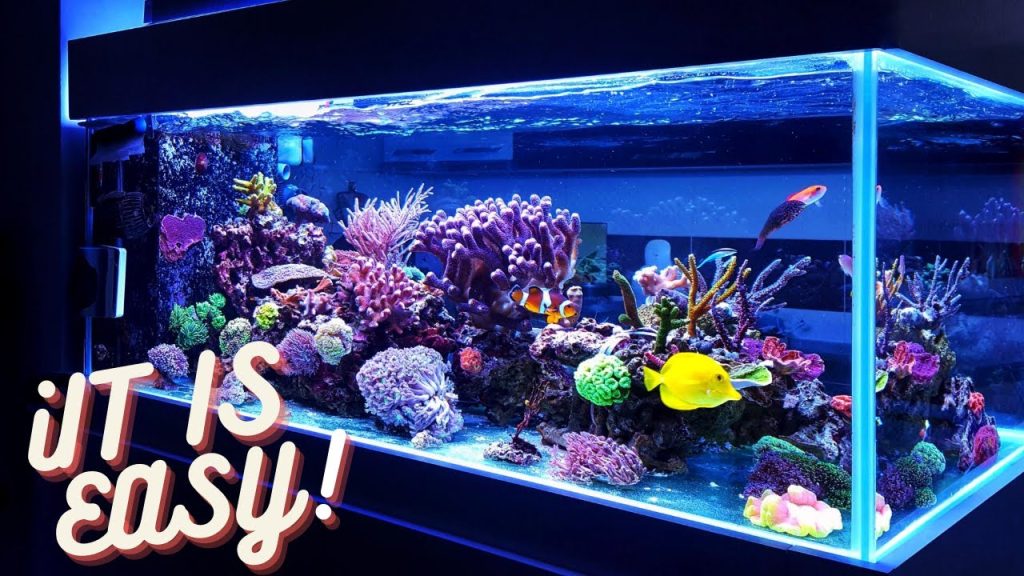 Read more about the article Crystal Clear: Can I Put Crystals in My Fish Tank?