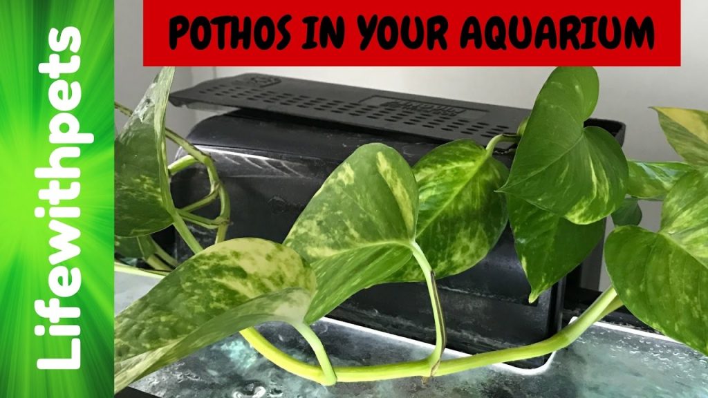 Read more about the article Greenery in Water: Pothos Plants Safe for Your Fish Tank