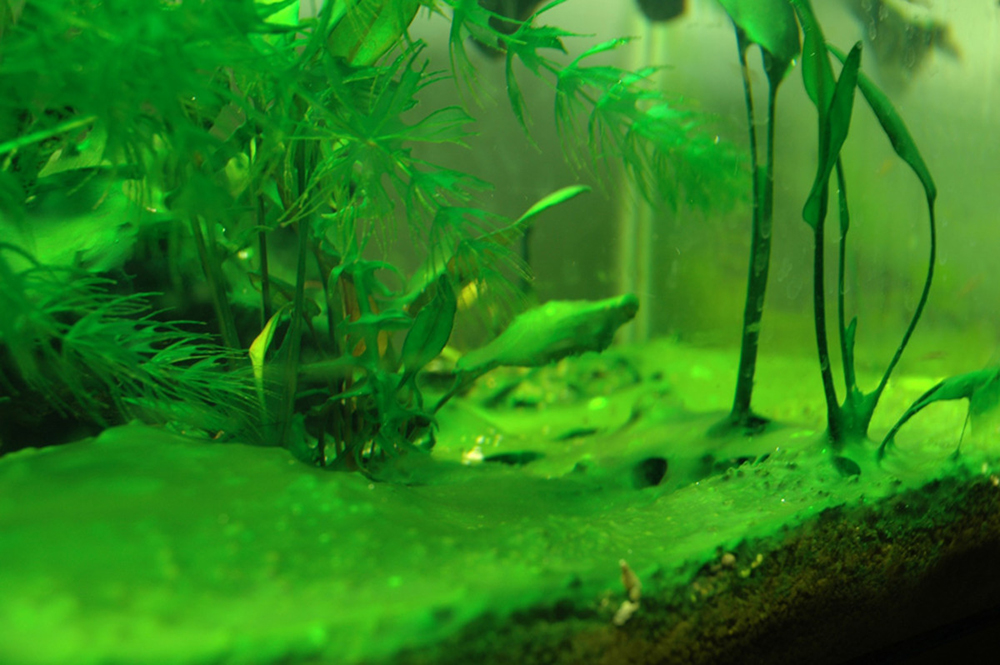 Read more about the article Dirty Fish Tank Dangers: Can It Really Make You Sick?