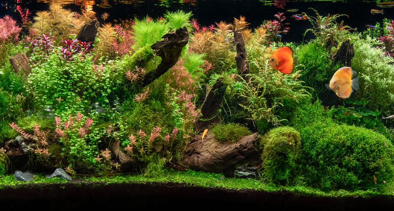 Read more about the article How Often to Replace Your Fish Tank Filter: A Complete Guide