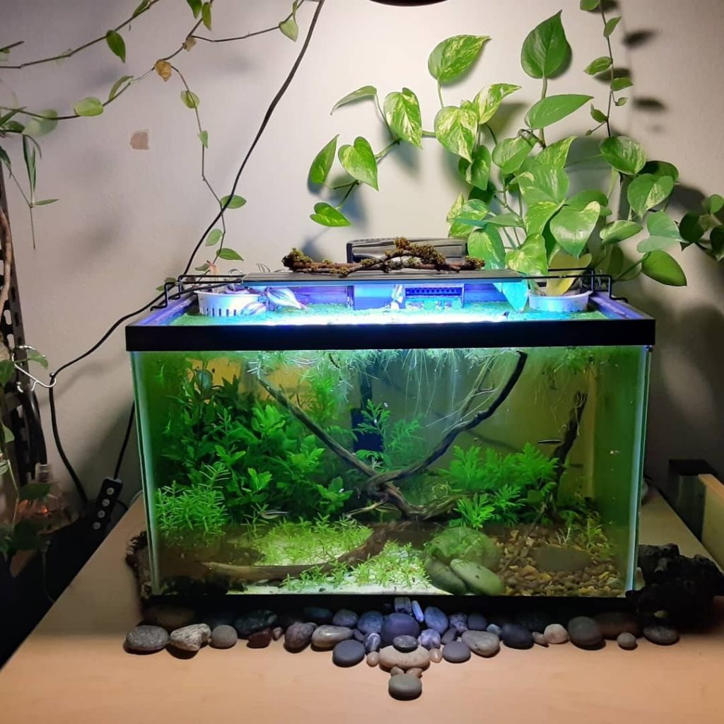 Read more about the article Putting Pothos Plant in Fish Tank: Everything You Need to Know