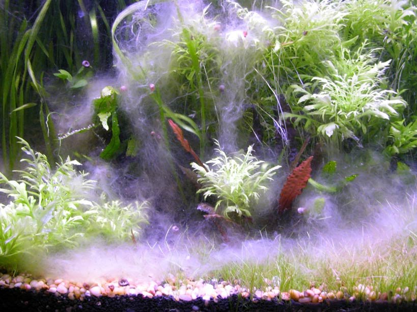 Read more about the article Eliminate White Algae in Fish Tank with Expert Tips