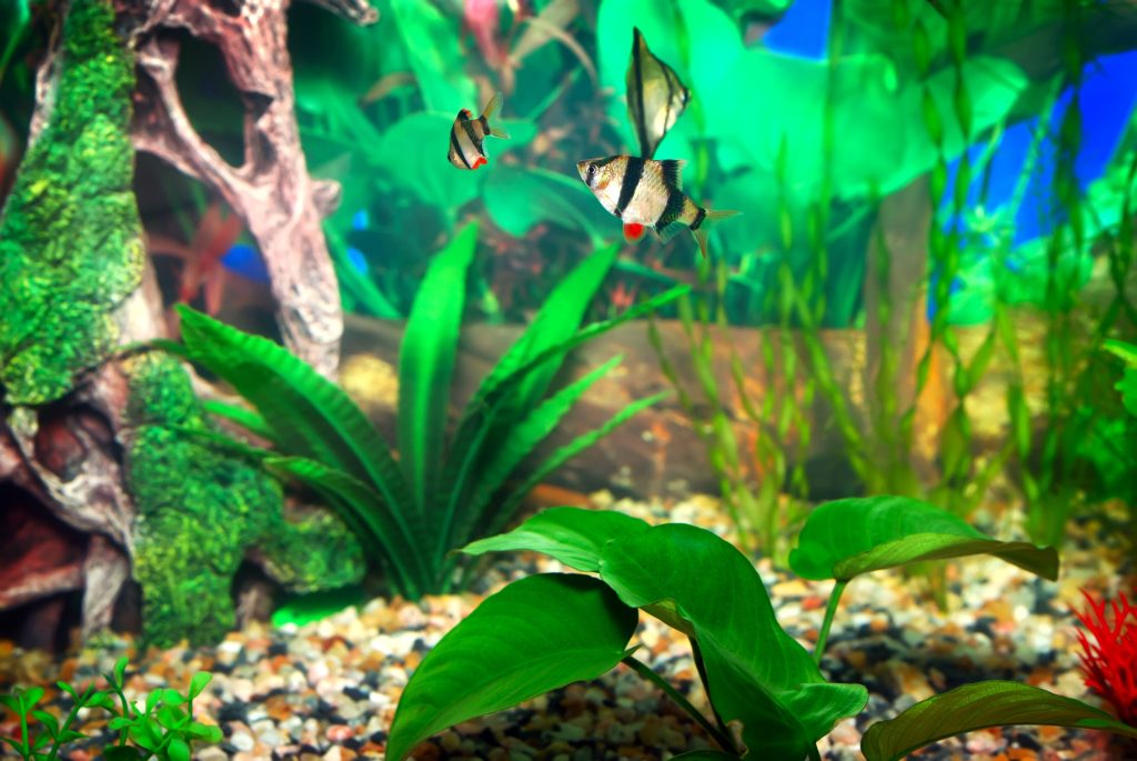 Read more about the article Clean Your Fish Tank with Soap: Yes or No?