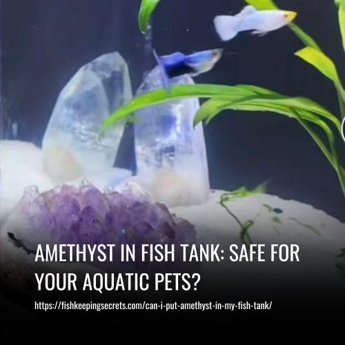 Amethyst in Fish Tank Safe for Your Aquatic Pets