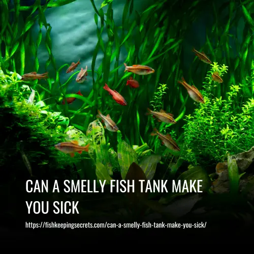 Read more about the article Can A Smelly Fish Tank Make You Sick