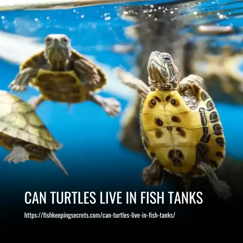 Can Turtles Live In Fish Tanks