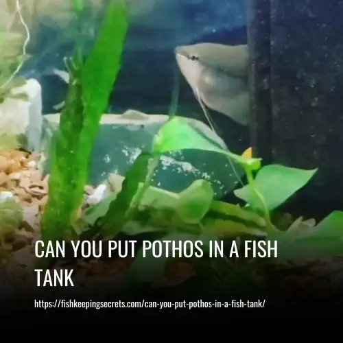 Can You Put Pothos In A Fish Tank