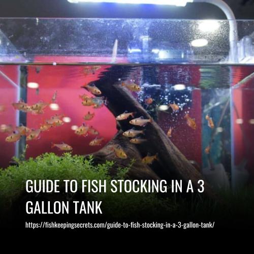 Guide to Fish Stocking in a 3 Gallon Tank