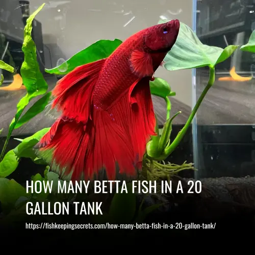 Read more about the article How Many Betta Fish In A 20-Gallon Tank
