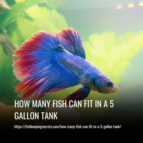 Read more about the article How Many Fish Can Fit In A 5 Gallon Tank