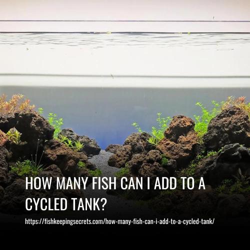 Read more about the article How Many Fish Can I Add to a Cycled Tank?