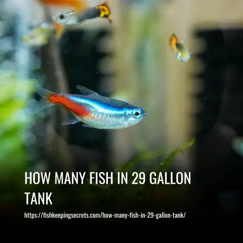 Read more about the article How Many Fish in 29 Gallon Tank?