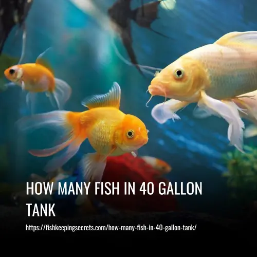 How Many Fish In 40 Gallon Tank