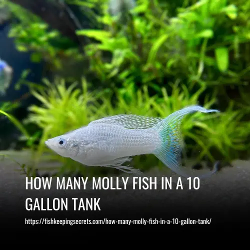 How Many Molly Fish In A 10 Gallon Tank