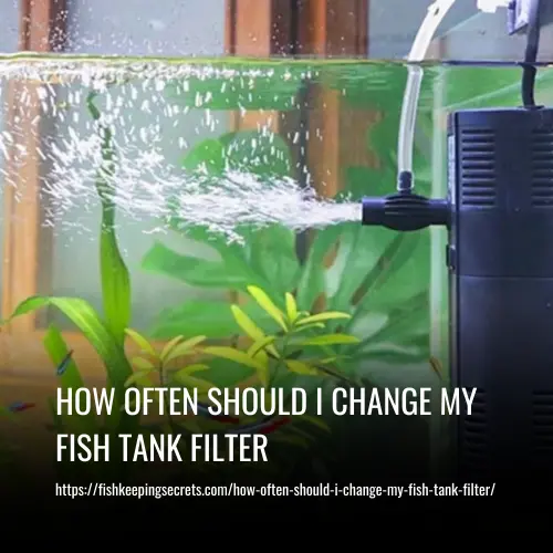 How Often Should I Change My Fish Tank Filter