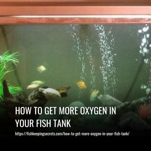 How To Get More Oxygen In Your Fish Tank