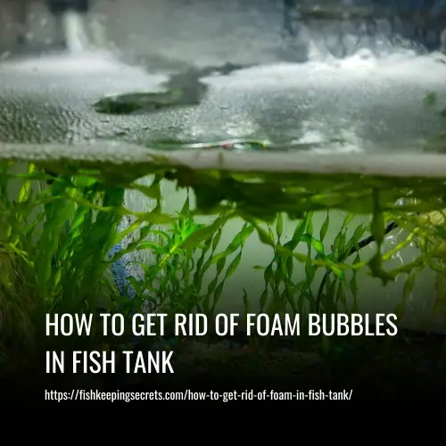 How To Get Rid Of Foam Bubbles In Fish Tank