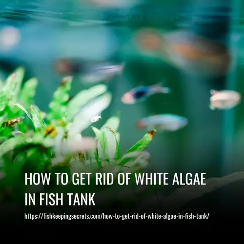 How To Get Rid Of White Algae In Fish Tank