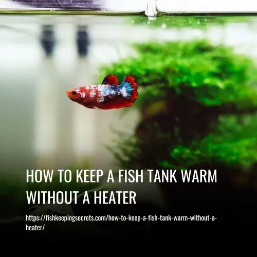 Read more about the article How To Keep A Fish Tank Warm Without A Heater