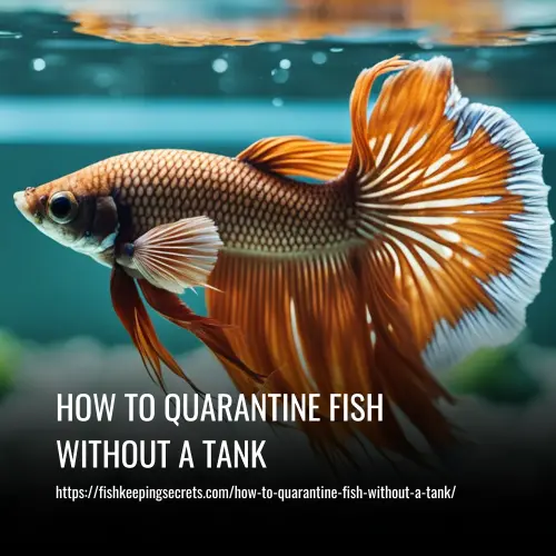 How To Quarantine Fish Without A Tank