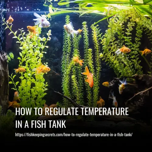 Read more about the article How To Regulate Temperature In A Fish Tank