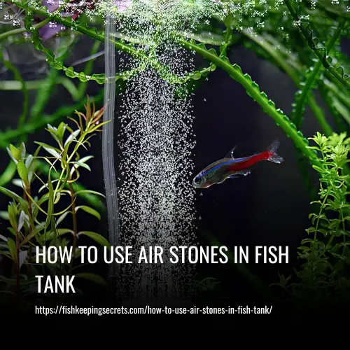 How To Use Air Stones In Fish Tank