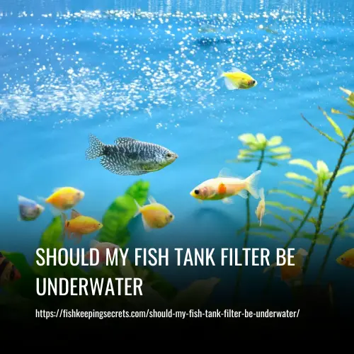 Should My Fish Tank Filter Be Underwater