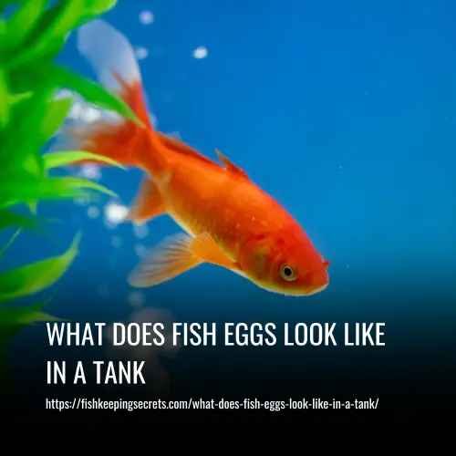 What Does Fish Eggs Look Like In A Tank