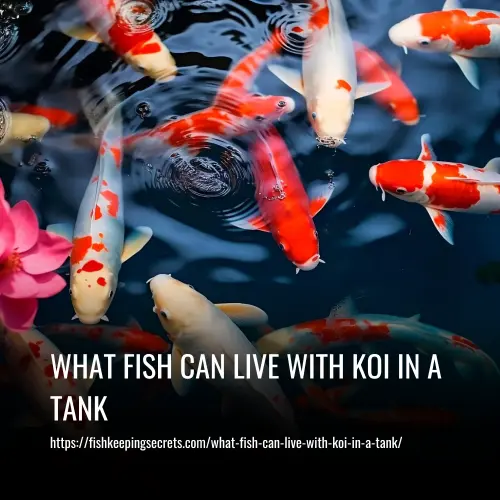 Read more about the article What Fish Can Live With Koi In A Tank